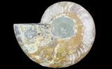 Cut Ammonite Fossil (Half) - Agatized #64944-1